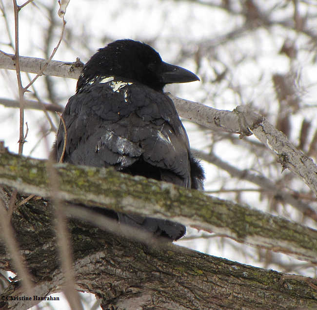 American crow