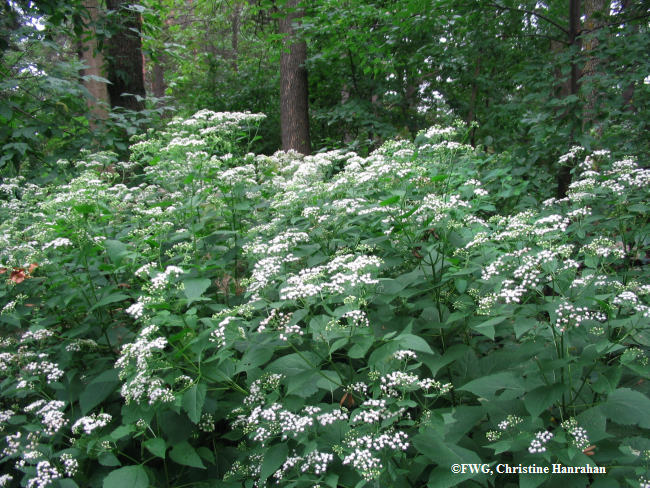 White snakeroot  (<em>Eupatorium rugosum</em>)