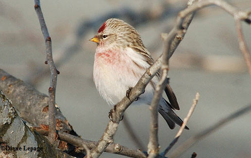 Common Redpoll