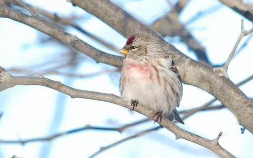 Common Redpoll