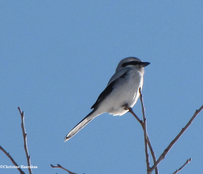 Northern shrike