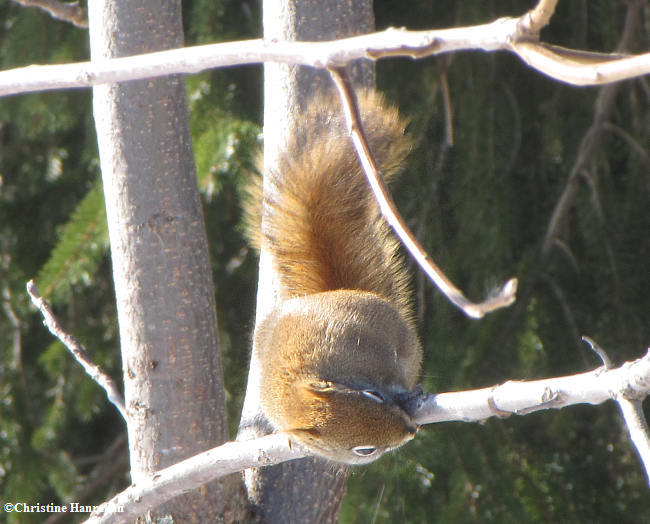 Red squirrel lapping sap