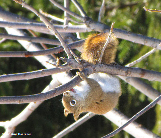 Sap tapping