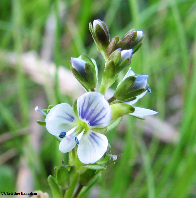 Eyebright  (<em>Euphrasia stricta</em>)