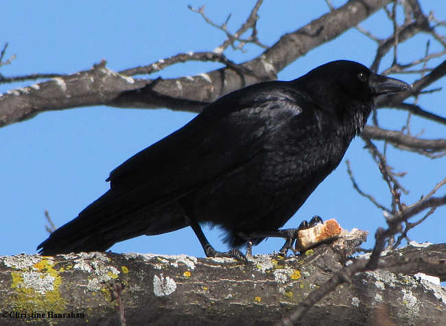 CROW with bread