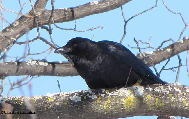 Crow eating snow