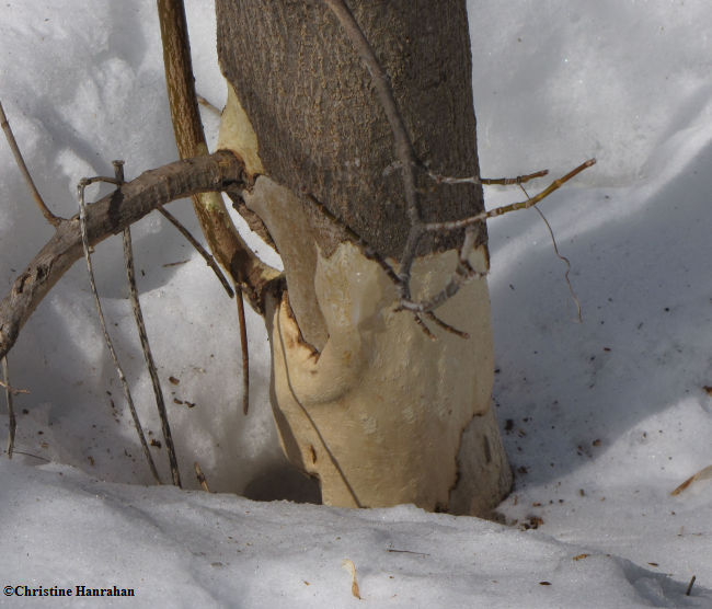 Manitoba maple chewed by voles