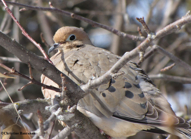 Mourning dove