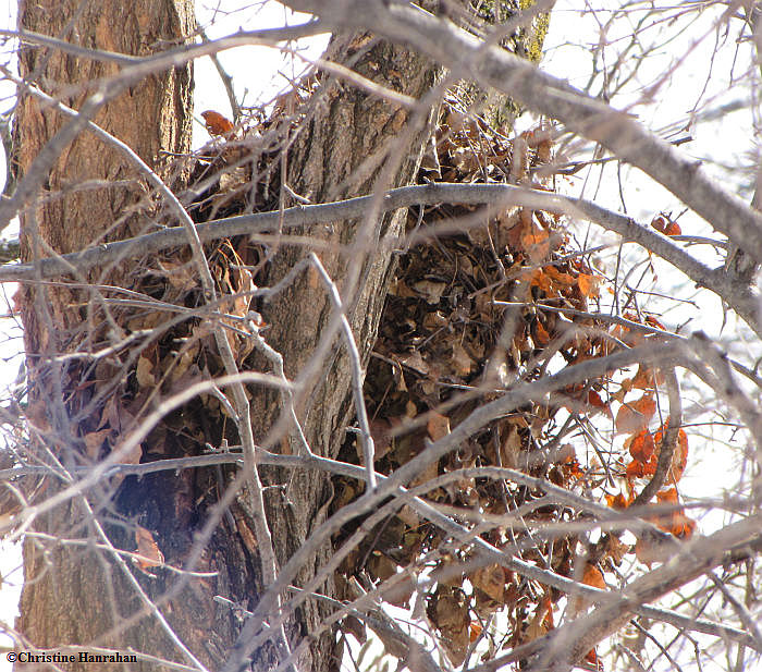 Grey squirrel nest.