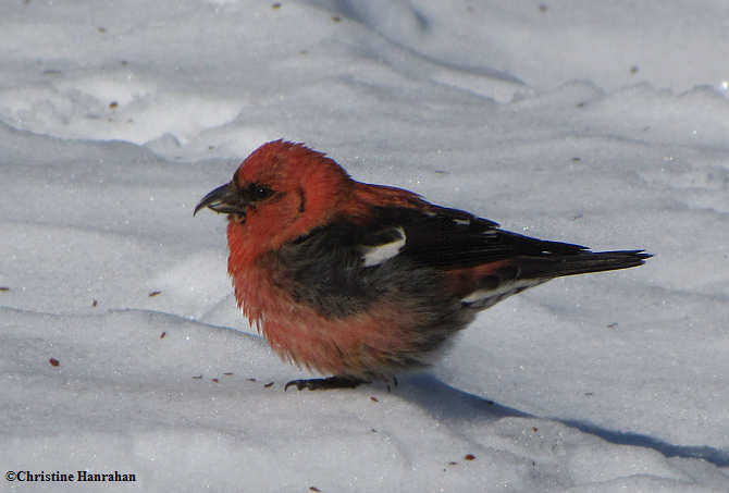 White-winged crossbill.jpg
