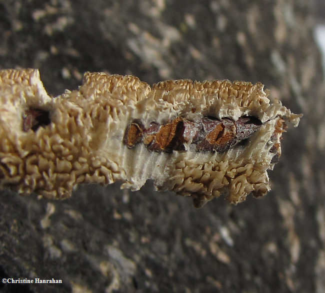 Irpex  lacteus chewed by red squirrel