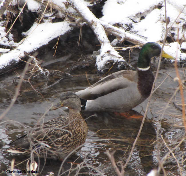 Mallard pair