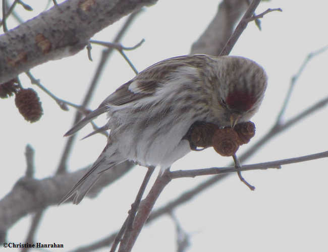 Common redpoll