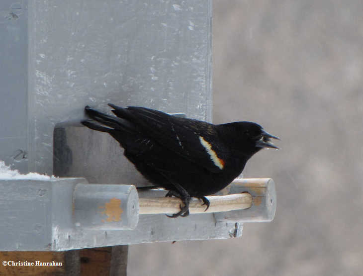 Red-winged blackbird