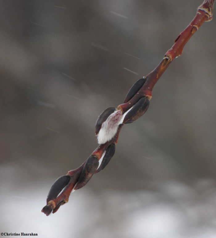 Willow catkins