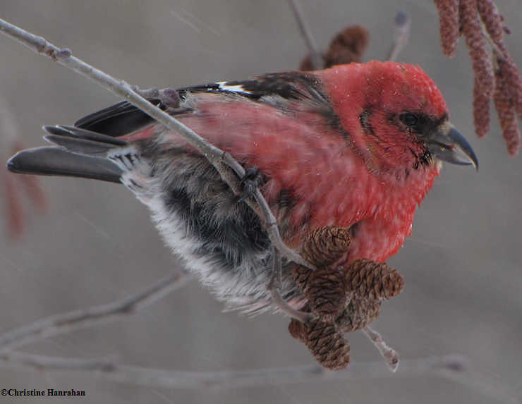 White-winged crossbill, male