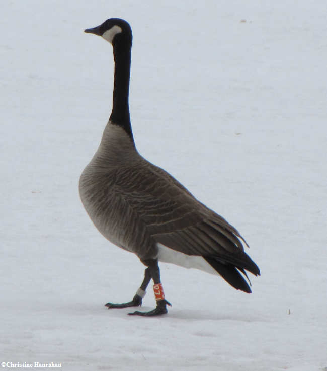 Banded Canada goose