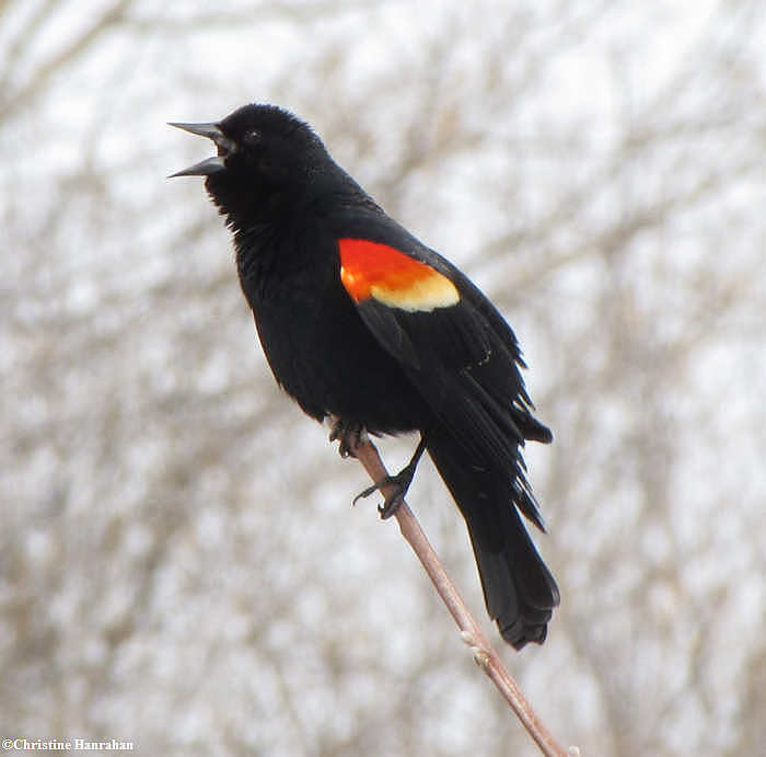 Red-winged blackbird