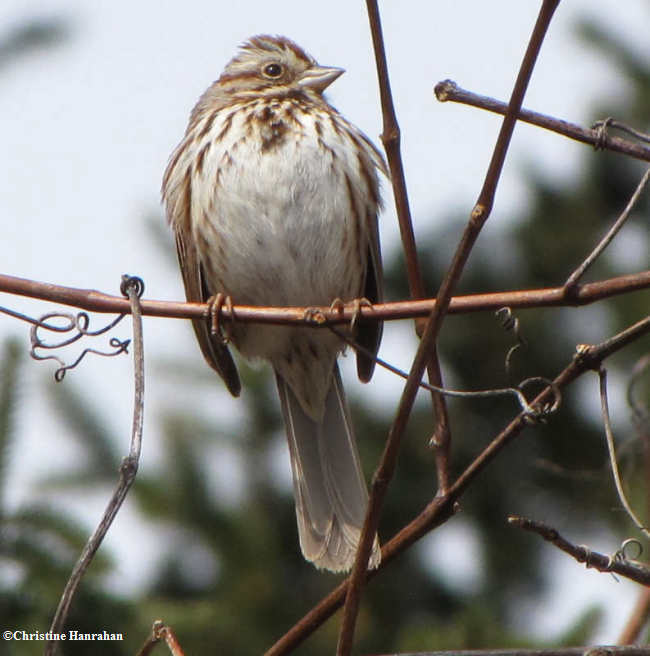Song sparrow
