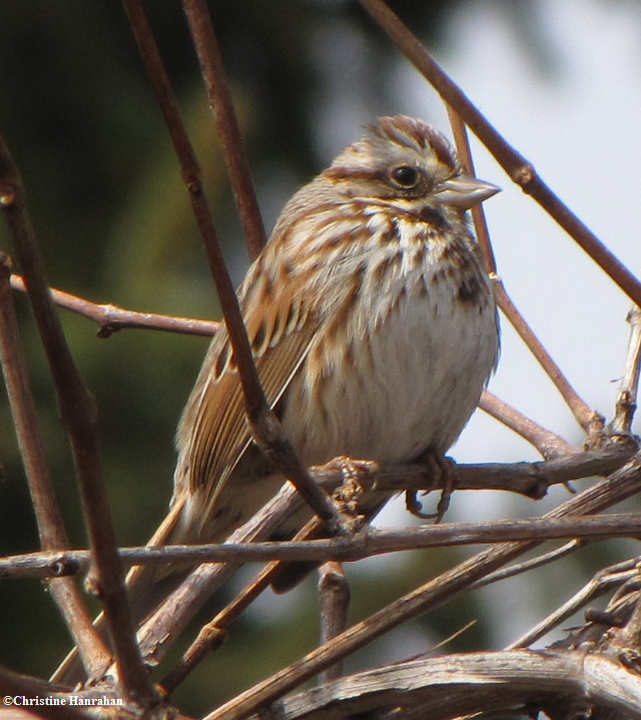 Song sparrow