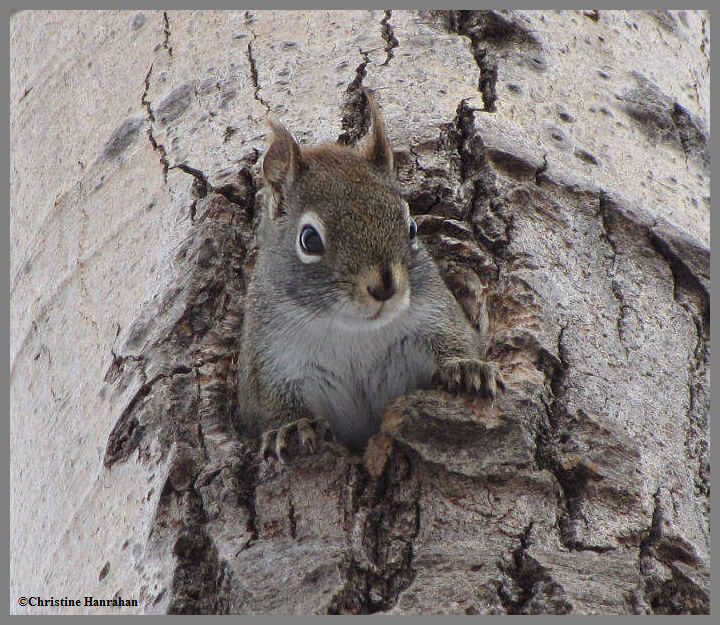 Red peering out