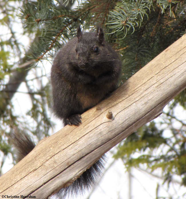 Black squirrel