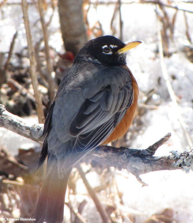 American robin