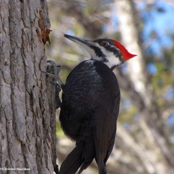 Pileated woodpecker,  female