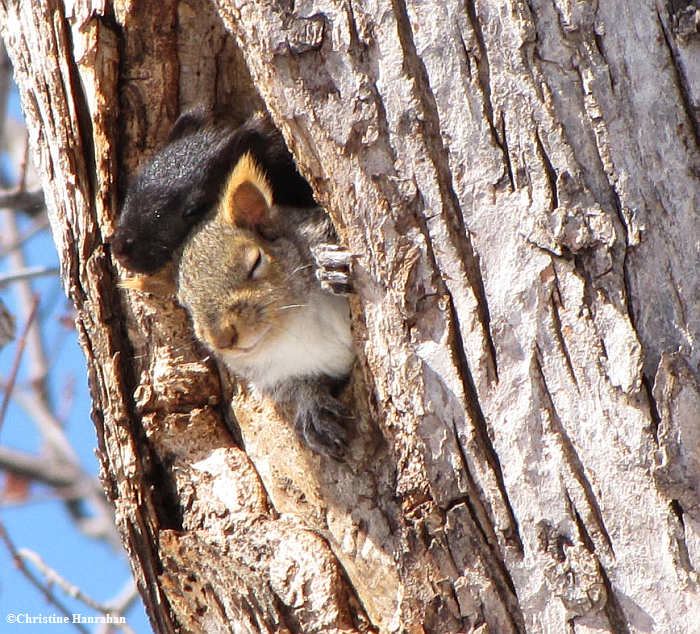 Grey squirrels