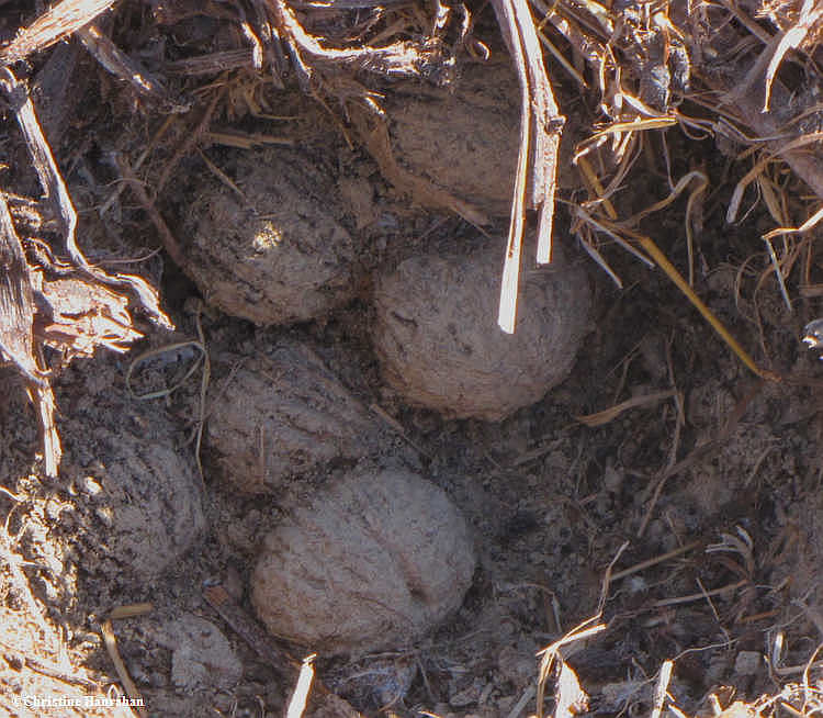 Walnut hoard stashed by red squirrel