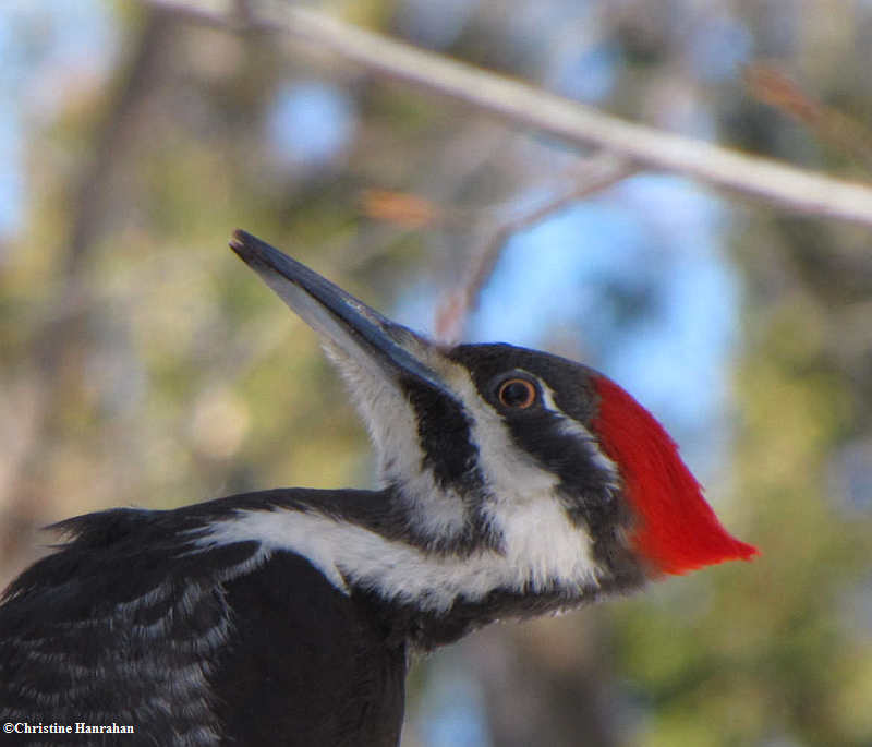 Pileated Woodpecker