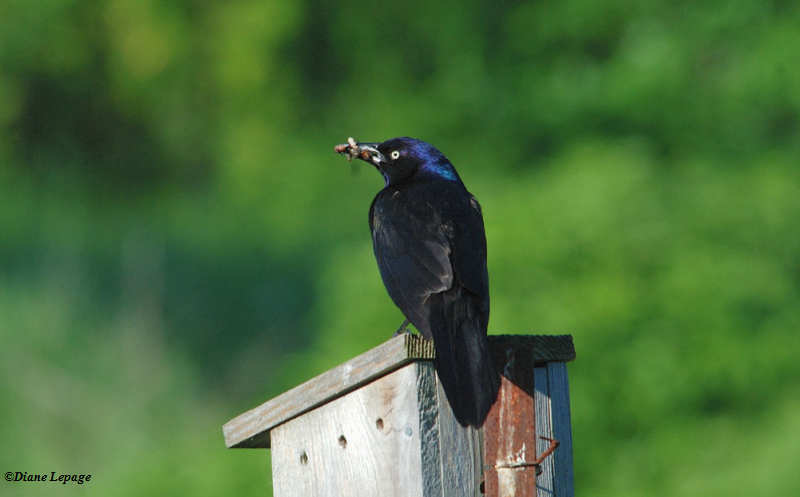 Common Grackle with food