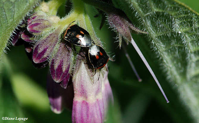 Mating Two-spotted stink bugs  (Cosmopepla bimaculata) on comfrey