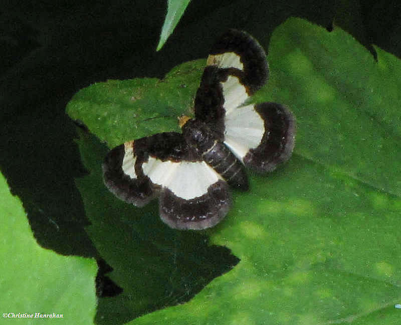 Common spring moth (Heliomata cycladata), #6261