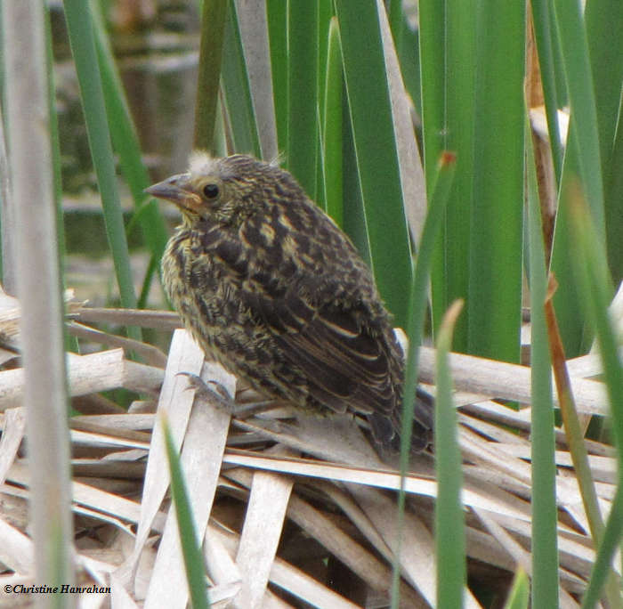 Red-winged blackbird, fledged young