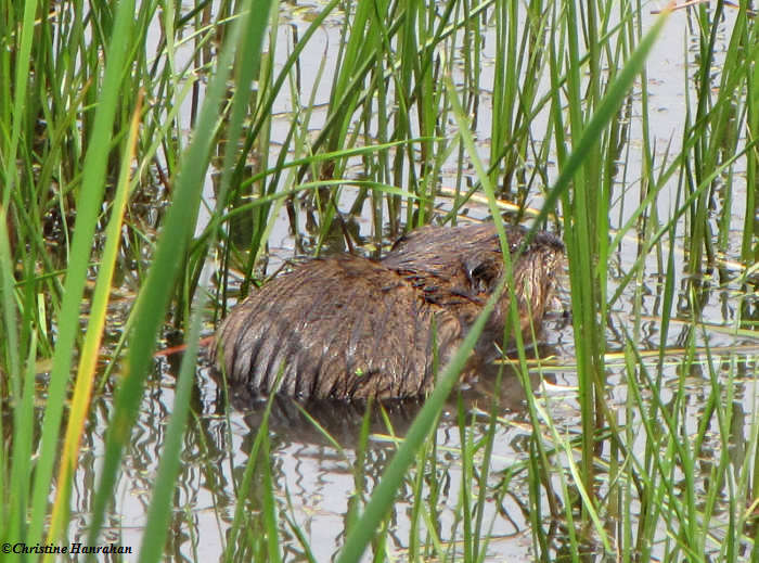 Muskrat gathering cattails