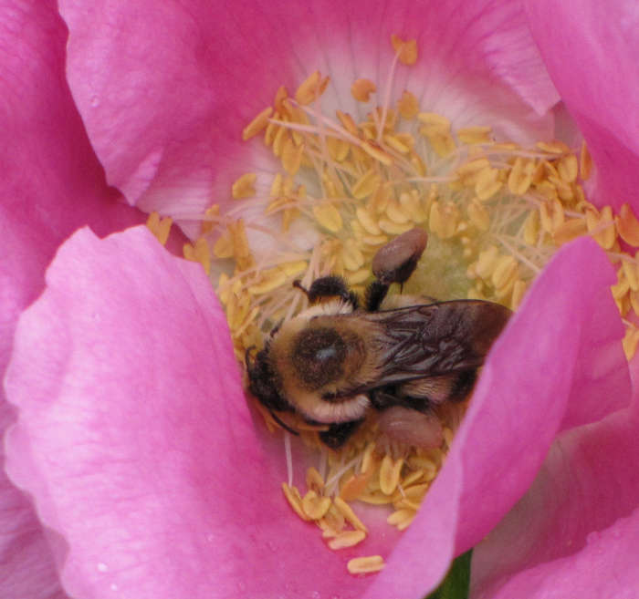 Bumblebee pollen-gathering in rose