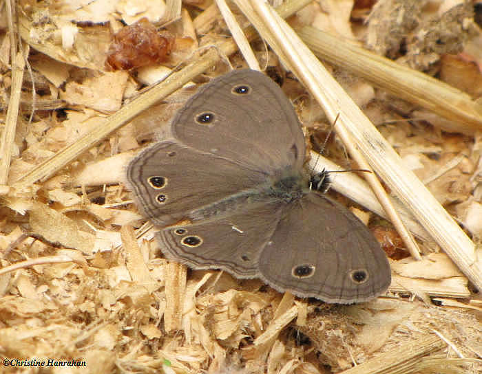 Little wood satyr (Megisto cymela)