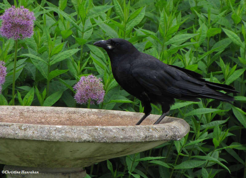 Crow in birdbath