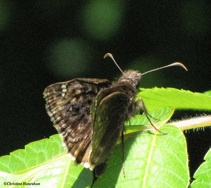 Juvenal's duskywing (Erynnis juvenalis)