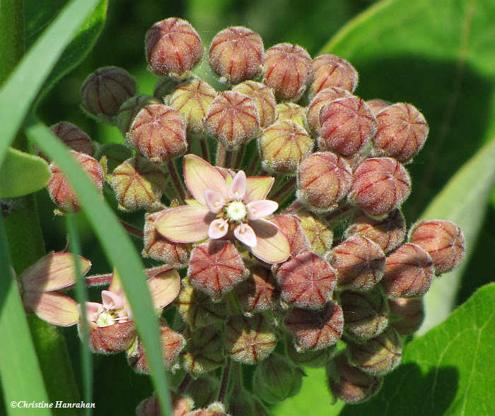 Common milkweed (Ascelpias syriaca)