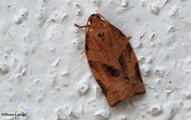 Oblique-banded leafroller moth (Choristoneura rosaceana)