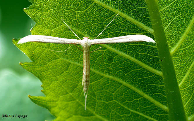 Plume moth (Emmelina monotactyla)