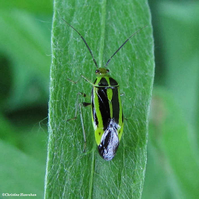 Four-lined plant bug (Poecilocapsus lineatus)