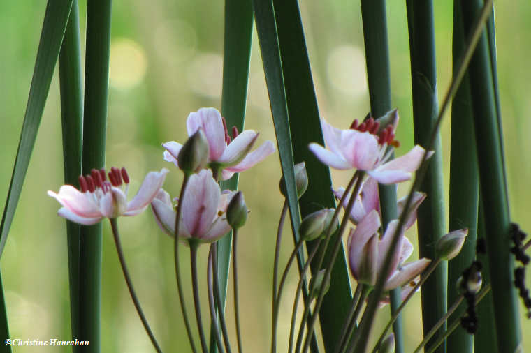 Flowering rush (Butomus umbellatus)