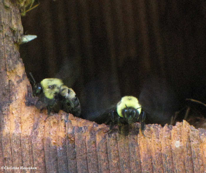 Bumblebees in nest box