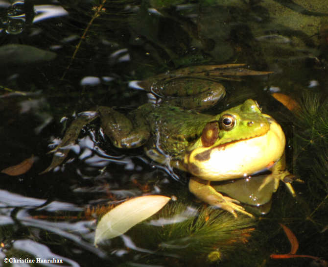 Green frog (Rana clamitans) calling