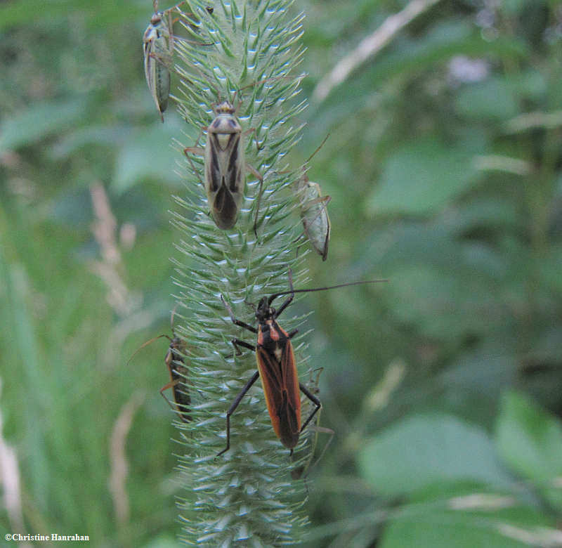 Plant bugs (Stenotus and Miris)