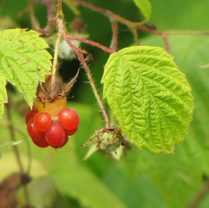 Wild raspberry (Rubus idaeus)