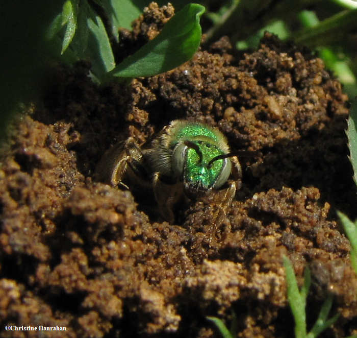 Sweat bee  (Halictid) emerging from burrow